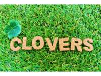 ＣＬＯＶＥＲＳ　クローバーズ 